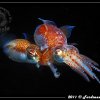 Accoppiamento di due Sepiole sp. - Coupling of two small cuttlefish Sepiaola sp.